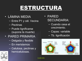 ESTRUCTURA LÁMINA MEDIA Entre P1 y cél. Vecina Pectinas Puede lignificarse (supone la muerte) PARED PRIMARIA Delgada y flexible En meristemos Celulosa, pectinas y hemicelulosas. PARED SECUNDARIA: Cuando cesa el crecimiento. Capas: variable Tb. lignificación