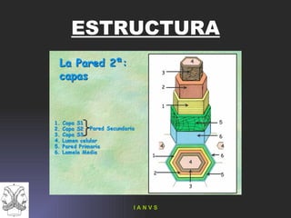 ESTRUCTURA