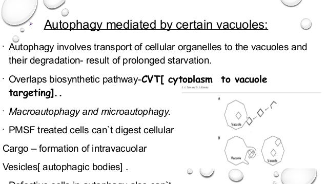 Vacuole