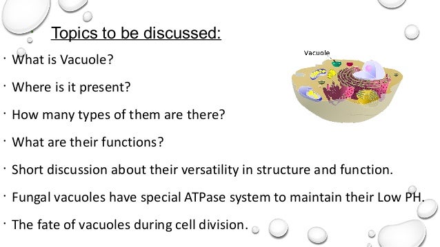 Vacuole