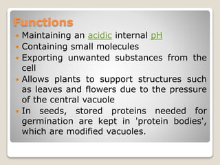 Functions
 Maintaining an acidic internal pH
 Containing small molecules
 Exporting unwanted substances from the
cell
 Allows plants to support structures such
as leaves and flowers due to the pressure
of the central vacuole
 In seeds, stored proteins needed for
germination are kept in 'protein bodies',
which are modified vacuoles.
 