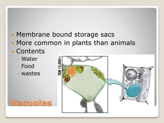 Vacuoles
 Membrane bound storage sacs
 More common in plants than animals
 Contents
◦ Water
◦ Food
◦ wastes
 