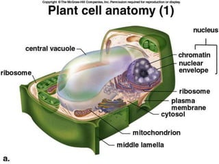 Central Vacuole Diagram