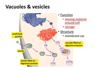 Vacuoles & vesicles
• Function
• moving material
around cell
• storage
• Structure
• membrane sac
small food
particle
vesicle
vacuole filled w/
digestive enzymes
vesicle filled w/
digested nutrients
 
