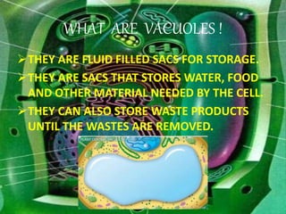 WHAT ARE VACUOLES !
THEY ARE FLUID FILLED SACS FOR STORAGE.
THEY ARE SACS THAT STORES WATER, FOOD
AND OTHER MATERIAL NEEDED BY THE CELL.
THEY CAN ALSO STORE WASTE PRODUCTS
UNTIL THE WASTES ARE REMOVED.
Vacuoles 2
 