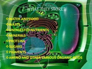 WHAT THEY STORE?
WATER AND FOOD
WASTE
UNDIGESTED NUTRIENTS
MINERALS
PROTEINS
SUGARS
PIGMENTS
AMINO AND OTHER VARIOUS ORGANIC ACIDS
Vacuoles 3
 