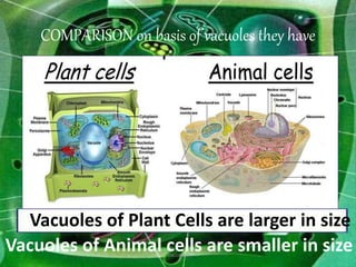 COMPARISON on basis of vacuoles they have
Vacuoles 4
Vacuoles of Animal cells are smaller in size
Vacuoles of Plant Cells are larger in size
 