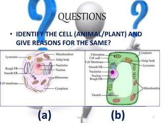 QUESTIONS
• IDENTIFY THE CELL (ANIMAL/PLANT) AND
GIVE REASONS FOR THE SAME?
Vacuoles 7
 