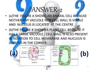 ANSWER-2
• (a)THE FIGURE A SHOWS AN ANIMAL CELL BECAUSE
NEITHER ANY VACUOLE NOR CELL WALL IS VISIBLE
AND NUCLEUS IS LOCATED AT THE CENTRE
• (b)THE FIGURE B SHOWS A PLANT CELL BECAUSE IT
HAS A LARGE VACUOLE , CELL WALL IS ALSO PRESENT
IN ADDITION TO CELL MEMBRANE AND NUCLEUS IS
LOCATED IN THE CORNER.
Vacuoles 8
 