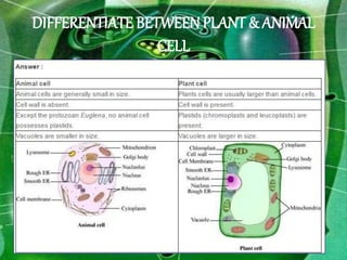 DIFFERENTIATE BETWEEN PLANT & ANIMAL
CELL
Vacuoles 9
 