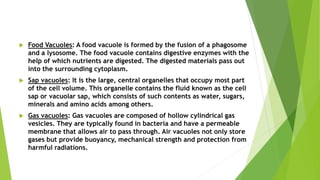  Food Vacuoles: A food vacuole is formed by the fusion of a phagosome
and a lysosome. The food vacuole contains digestive enzymes with the
help of which nutrients are digested. The digested materials pass out
into the surrounding cytoplasm.
 Sap vacuoles: It is the large, central organelles that occupy most part
of the cell volume. This organelle contains the fluid known as the cell
sap or vacuolar sap, which consists of such contents as water, sugars,
minerals and amino acids among others.
 Gas vacuoles: Gas vacuoles are composed of hollow cylindrical gas
vesicles. They are typically found in bacteria and have a permeable
membrane that allows air to pass through. Air vacuoles not only store
gases but provide buoyancy, mechanical strength and protection from
harmful radiations.
 