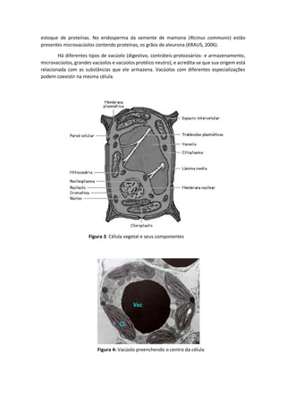 estoque de proteínas. No endosperma da semente de mamona (Ricinus communis) estão presentes microvacúolos contendo proteínas, os grãos de aleurona (KRAUS, 2006). 
Há diferentes tipos de vacúolo (digestivo, contráteis-protozoários- e armazenamento, microvacúolos, grandes vacúolos e vacúolos protéico neutro), e acredita-se que sua origem está relacionada com as substâncias que ele armazena. Vacúolos com diferentes especializações podem coexistir na mesma célula. 
Figura 4: Vacúolo preenchendo o centro da célula 
Figura 3: Célula vegetal e seus componentes  