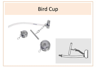 Bird Cup
 
