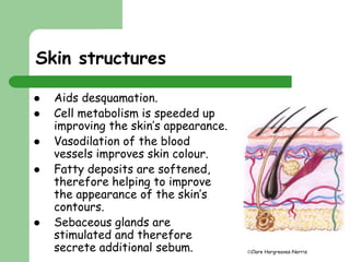 Clare Hargreaves-Norris 
Skin structures 
 Aids desquamation. 
 Cell metabolism is speeded up 
improving the skin’s appearance. 
 Vasodilation of the blood 
vessels improves skin colour. 
 Fatty deposits are softened, 
therefore helping to improve 
the appearance of the skin’s 
contours. 
 Sebaceous glands are 
stimulated and therefore 
secrete additional sebum. 
