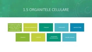 1.5 ORGANITELE CELULARE
În citoplasmă se găsesc
numeroase organite
celulare, fiecare cu un
rol bine definit în
funcţionarea celulei:
- reticulul endoplasmic - ribozomi - mitocondrii - aparatul Golgi
- Libozomi - centrioli
- microtubuli,
microfilamente
- vacuole, vezicule
 