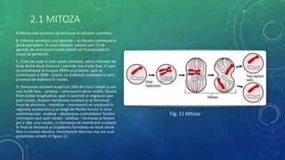 2.1 MITOZA
A.Mitoza este procesul de diviziune al celulelor somatice.
B. Celulele somatice sunt diploide – au fiecare cromozom în
două exemplare. În cazul celulelor umane sunt 23 de
perechi de cromozomi (unele detalii vor fi prezentate în
cursul de genetică).
C. Ciclul de viaţă al unei celule somatice, adică intervalul de
timp dintre două diviziuni, cuprinde mai multe faze, în care
se sintetizează la început ARNm şi proteine, apoi se
sintetizează şi ADN – practic se dublează cantitatea lui prin
procesul de replicare în nucleu.
D. Diviziunea celulară ocupă cca 10% din ciclul celular şi are
mai multe faze: - profaza – cromozomii devin vizibili, fiecare
fiind dublat longitudinal, apar 2 centrioli ce migrează spre
polii celulei, dispare membrana nucleară şi se formează
fusul de diviziune - metafaza – cromozomii se aranjează în
regiunea ecuatorului şi se leagă de fibrele fusului în zona
centromerului - anafaza – deplasarea cromatidelor fiecărui
cromozom spre polii celulei - telofaza – formarea la fiecare
pol a câte unui nucleu, cu formarea de membrană nucleară.
În final se divizează şi citoplasma formându-se două celule
fiice cu nuclee identice. Fenomenele descrise mai sus sunt
prezentate sintetic în figura 11.
Fig. 11 Mitoza
 
