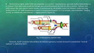 B. Pornind de la origine, dublul helix este despiralat, cu o enzimă – topoizomeraza, apoi este desfăcut asemănător cu
un fermoar, fiind rupte toate punţile de hidrogen pe o anumită porţiune din helix de către o enzimă - helicaza. Sunt
astfel expuse liber spre exterior bazele azotate, în succesiunea lor, ale ambelor lanţuri ale helixului. Lanţul care este
desfăcut de la 3’→5’ încât completarea să apară în succesiunea firească 5’→ 3’ se numeşte „lanţ conducător” (leading
strand), iar celălalt este „lanţ întârziat” („ lagging strand”) (figura 13).
Fig. 13 Mecanismul replicării ADN
Forma de „furcă” a dublului helix desfăcut de helicază a generat şi numele structurii în această fază:” furcă de
replicare” („ replication fork”).
 