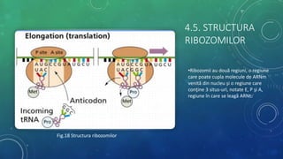 4.5. STRUCTURA
RIBOZOMILOR
•Ribozomii au două regiuni, o regiune
care poate cupla molecule de ARNm
venită din nucleu şi o regiune care
conţine 3 situs-uri, notate E, P şi A,
regiune în care se leagă ARNt.
Fig.18 Structura ribozomilor
 