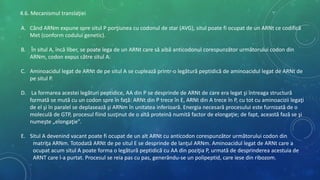 4.6. Mecanismul translaţiei
A. Când ARNm expune spre situl P porţiunea cu codonul de star (AVG), situl poate fi ocupat de un ARNt ce codifică
Met (conform codului genetic).
B. În situl A, încă liber, se poate lega de un ARNt care să aibă anticodonul corespunzător următorului codon din
ARNm, codon expus către situl A.
C. Aminoacidul legat de ARNt de pe situl A se cuplează printr-o legătură peptidică de aminoacidul legat de ARNt de
pe situl P.
D. La formarea acestei legături peptidice, AA din P se desprinde de ARNt de care era legat şi întreaga structură
formată se mută cu un codon spre în faţă: ARNt din P trece în E, ARNt din A trece în P, cu tot cu aminoacizii legaţi
de el şi în paralel se deplasează şi ARNm în unitatea inferioară. Energia necesară procesului este furnizată de o
moleculă de GTP, procesul fiind susţinut de o altă proteină numită factor de elongaţie; de fapt, această fază se şi
numeşte „elongaţie”.
E. Situl A devenind vacant poate fi ocupat de un alt ARNt cu anticodon corespunzător următorului codon din
matriţa ARNm. Totodată ARNt de pe situl E se desprinde de lanţul ARNm. Aminoacidul legat de ARNt care a
ocupat acum situl A poate forma o legătură peptidică cu AA din poziţia P, urmată de desprinderea acestuia de
ARNT care l-a purtat. Procesul se reia pas cu pas, generându-se un polipeptid, care iese din ribozom.
 