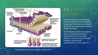 1.2 MEMBRANA
CELULARĂ
•A. Membrana celulară delimitează
celula la exterior, are rol de susţinere
şi separare, fiind sediul unor procese
de schimb de substanţe între celulă şi
mediul său extern.
•B. Membrana celulară este alcătuită
distr-un strat dublu foto-lipidic,
conţinând în forme şi proporţii
diferite o serie de structuri proteice
(modelul „mozaic lichid”
SingerNicholson, 1972), (figura 2)
Fig.2 Membrana celulară-modelul ‚ mozaic lichid”
 
