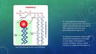 •C. Proprietăţi fizice Membrana
celulară are o grosime de 3-10 nm, cu
slabă conductibilitate electrică, dar cu
mare capacitate electrică, greu
permeabilă pentru apă şi ioni.
•D. Matricea membranei celulare este
alcătuită din fosfolipide ce formează
un strat dublu. Fosfolipidele au
caracter amfipatic, având un capăt
hidrofil şi un capăt hidrofob (figura 3).
Fig.3 Structura generală a unui fosfolipid
 