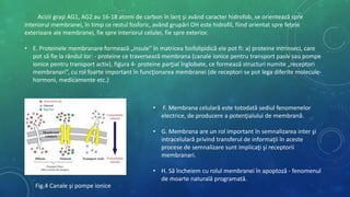 Acizii graşi AG1, AG2 au 16-18 atomi de carbon în lanţ şi având caracter hidrofob, se orientează spre
interiorul membranei, în timp ce restul fosforic, având grupări OH este hidrofil, fiind orientat spre feţele
exterioare ale membranei, fie spre interiorul celulei, fie spre exterior.
• E. Proteinele membranare formează „insule” în matricea fosfolipidică ele pot fi: a) proteine intrinseci, care
pot să fie la rândul lor: - proteine ce traversează membrana (canale ionice pentru transport pasiv sau pompe
ionice pentru transport activ), figura 4- proteine parţial înglobate, ce formează structuri numite „receptori
membranari”, cu rol foarte important în funcţionarea membranei (de receptori se pot lega diferite molecule-
hormoni, medicamente etc.)
• F. Membrana celulară este totodată sediul fenomenelor
electrice, de producere a potenţialului de membrană.
• G. Membrana are un rol important în semnalizarea inter şi
intracelulară privind transferul de informaţii în aceste
procese de semnalizare sunt implicaţi şi receptorii
membranari.
• H. Să încheiem cu rolul membranei în apoptoză - fenomenul
de moarte naturală programată.
Fig.4 Canale şi pompe ionice
 