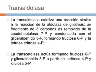 Vía de las pentosas fosfato biología celular | PPTX