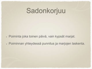 Sadonkorjuu
Poiminta joka toinen päivä, vain kypsät marjat.
Poiminnan yhteydessä punnitus ja marjojen laskenta.
 