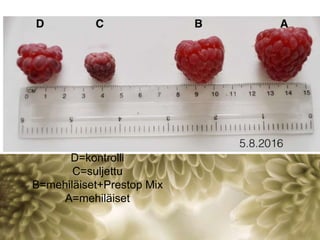 D=kontrolli
C=suljettu
B=mehiläiset+Prestop Mix
A=mehiläiset
 