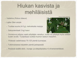 Hiukan kasvista ja
mehiläisistä
Vadelma (Rubus idaeus)
Lajike Glen ample
Tuottaa suuria (4-5 g), mehukkaita marjoja
Satopotentiaali 3 kg/ kasvi
Onnistunut pölytys vaatii pölyttäjän vierailun, mutta voi pölyttyä myös osittain
tuulen avulla. Tuulipölytys tuottaa huonon laadun marjoihin.
Yhdessä vadelmassa 75-125 pientä luumarjaa.
Tutkimuksessa käytettiin pientä jaokepesää
Pesässä sisällä sikiö-, hunaja- ja siitepölykakku+3 dl lentomehiläisiä.
Photo:Tanja Salonen
 