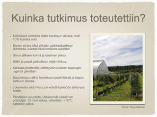 Kuinka tutkimus toteutettiin?
Mehiläiset siirrettiin tilalle kesäkuun alussa, noin
10% kukista auki.
Ennen siirtoa ollut pitkään poikkeuksellisen
lämmintä, kukinta tavanomaista aiemmin.
Siiron jälkeen kylmä ja sateinen jakso.
Häkit ja pesät paikoillaan neljä viikkoa.
Kankaat poistettiin, kehittyvien kukkien nuppujen
nypintä päivittäin.
Sadonkorjuu alkoi heinäkuun puolivälissä ja loppui
elokuun alussa.
Jokaisesta sadonkorjuun erästä kylmiöön säilyvyys
testiin.
Pölyttäjien seuranta, tärkeimmät vadelman
pölyttäjät. 10 min/ kukka, vähintään +12℃,
sateeton päivä.
Photo: Tanja Salonen
 