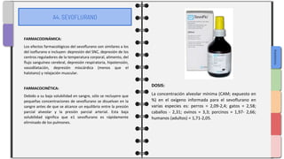 SLIDESMANIA.COM
A4. SEVOFLURANO
DOSIS:
La concentración alveolar mínima (CAM; expuesto en
%) en el oxígeno informada para el sevoflurano en
varias especies es: perros = 2,09-2,4; gatos = 2,58;
caballos - 2,31; ovinos = 3,3; porcinos = 1,97- 2,66;
humanos (adultos) = 1,71-2,05.
FARMACODINÁMICA:
Los efectos farmacológicos del sevoflurano son similares a los
del isoflurano e incluyen: depresión del SNC, depresión de los
centros reguladores de la temperatura corporal, alimento, del
flujo sanguíneo cerebral, depresión respiratoria, hipotensión,
vasodilatación, depresión miocárdica (menos que el
halotano) y relajación muscular.
FARMACOCINÉTICA:
Debido a su baja solubilidad en sangre, sólo se recluyere que
pequeñas concentraciones de sevoflurano se disuelvan en la
sangre antes de que se alcance un equilibrio entre la presión
parcial alveolar y la presión parcial arterial. Esta baja
solubilidad significa que e1 sevoflurano es rápidamente
elirninado de los pulmones.
 
