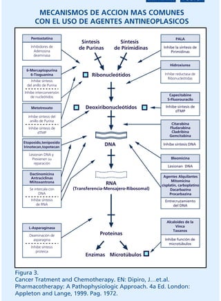 IMPRIMIR        VOLVER

          MECANISMOS DE ACCION MAS COMUNES
         CON EL USO DE AGENTES ANTINEOPLASICOS

       Pentostatina                                                        PALA
                               Síntesis         Síntesis
       Inhibidores de         de Purinas      de Pirimidinas        Inhibe la síntesis de
         Adenosina                                                      Pirimidinas
         deaminasa

                                                                        Hidroxiurea
    6-Mercaptopurina
      6-Tioguanina                  Ribonucleótidos                 Inhibe reductasa de
                                                                      Ribonucleótidas
      Inhibe síntesis
    del anillo de Purina

   Inhibe interconversión
       de nucleótidos                                                  Capecitabine
                                                                      5-Fluorouracilo

       Metotrexato               Deoxiribonucleótidos                Inhibe síntesis de
                                                                          dTMP
     Inhibe síntesis del
      anillo de Purina
                                                                        Citarabina
     Inhibe síntesis de                                                Fludarabina
           dTMP                                                         Cladribina
                                                                       Gemcitabina
   Etoposido,teniposido
   Irinotecan,topotecan
                                           DNA                     Inhibe síntesis DNA

      Lesionan DNA y
        Previenen su                                                    Bleomicina
         reparación
                                                                      Lesionan DNA

      Dactinomicina
      Antraciclinas                                                 Agentes Alquilantes
      Miitoxantrona                                                      Mitomicina
                                           RNA                     cisplatin, carboplatino
      Se intercala con      (Transferencia-Mensajero-Ribosomal)         Dacarbazina
            DNA                                                         Procarbazina
       Inhibe síntesis                                               Entrecruzamiento
          de RNA                                                         del DNA



                                                                      Alcaloides de la
     L-Asparaginasa                                                        Vinca
                                                                          Taxanos
      Deaminación de                    Proteínas
        asparagina                                                   Inhibe función de
                                                                       microtúbulos
       Inhibe síntesis
          proteica
                                 Enzimas Microtúbulos


Figura 3.
Cancer Tratment and Chemotherapy. EN: Dipiro, J…et.al.
                 Disponible en: http://www.femeba.org.ar/fundacion/
Pharmacotherapy: A Pathophysiologic Approach. 4a Ed. London:
Appleton and Lange, 1999. Pag. 1972.
 