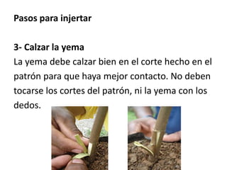 Pasos para injertar 
3- Calzar la yema 
La yema debe calzar bien en el corte hecho en el 
patrón para que haya mejor contacto. No deben 
tocarse los cortes del patrón, ni la yema con los 
dedos. 
 