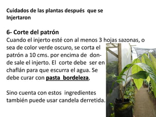 Cuidados de las plantas después que se 
Injertaron 
6- Corte del patrón 
Cuando el injerto esté con al menos 3 hojas sazonas, o 
sea de color verde oscuro, se corta el 
patrón a 10 cms. por encima de don-de 
sale el injerto. El corte debe ser en 
chaflán para que escurra el agua. Se 
debe curar con pasta bordeleza, 
Sino cuenta con estos ingredientes 
también puede usar candela derretida. 
 