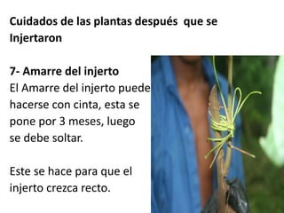 Cuidados de las plantas después que se 
Injertaron 
7- Amarre del injerto 
El Amarre del injerto puede 
hacerse con cinta, esta se 
pone por 3 meses, luego 
se debe soltar. 
Este se hace para que el 
injerto crezca recto. 
 