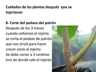 Cuidados de las plantas después que se 
Injertaron 
8- Corte del pedazo del patrón 
Después de los 3 meses 
cuando soltamos el injerto 
se corta el pedazo de patrón 
que nos sirvió para hacer 
crecer recto al injerto. 
Se debe cortar a 2 centíme-tros 
de donde sale el injerto. 
 