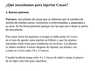 ¿Qué necesitamos para injertar Cacao? 
1- Buenos patrones 
Patrones: son plantas de cacao que se obtienen por la siembra de 
semilla de árboles sanos, resistentes a enfermedades y adaptadas a 
La zona. Se les llama patrones porque son los que van a llevar la yema 
de otra planta. 
Para tener listos los patrones a tiempo se debe poner el vivero 
en el mes de agosto, para injertar en febrero y que las plantas 
injertadas estén listas para sembrarse en invierno. Las plantas 
se deben sembrar 4 meses después de injertar, las plantas van 
a estar en vivero entre 10 y 12 meses. 
Cuando la planta tenga entre 4 y 5 meses de edad y tenga el grueso 
de un lápiz está lista para injertarse. 
 