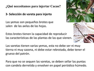 ¿Qué necesitamos para injertar Cacao? 
3- Selección de vareta para injerto 
Las yemas son pequeños brotes que 
salen de las axilas de las hojas. 
Estos brotes tienen la capacidad de reproducir 
las características de las plantas de las que vienen. 
Las varetas tienen varias yemas, esta no debe ser ni muy 
tierna ni muy sazona, ni debe estar rebrotada, debe tener el 
grueso del patrón. 
Para que no se sequen las varetas, se deben sellar las puntas 
con candela derretida y envolver en papel periódico húmedo. 
 