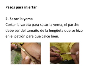 Pasos para injertar 
2- Sacar la yema 
Cortar la vareta para sacar la yema, el parche 
debe ser del tamaño de la lengüeta que se hizo 
en el patrón para que calce bien. 
 