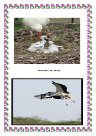 CIGOGNE ET SES PETITS

 