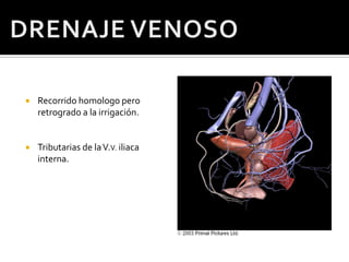 DRENAJE VENOSORecorrido homologo pero retrogrado a la irrigación.Tributarias de la V.V. iliaca interna.