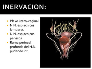 INERVACION:Plexo útero-vaginalN.N. esplacnicos lumbaresN.N. esplacnicos pélvicosRama perineal profunda del N.N. pudendo int.