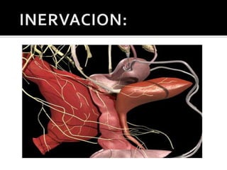 INERVACION: