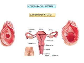 CONFIGURACION INTERNAEXTREMIDAD  INFERIOR
