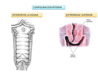 CONFIGURACION INTERNAEXTREMIDAD  SUPERIORINTERIOR DE LA VAGINA