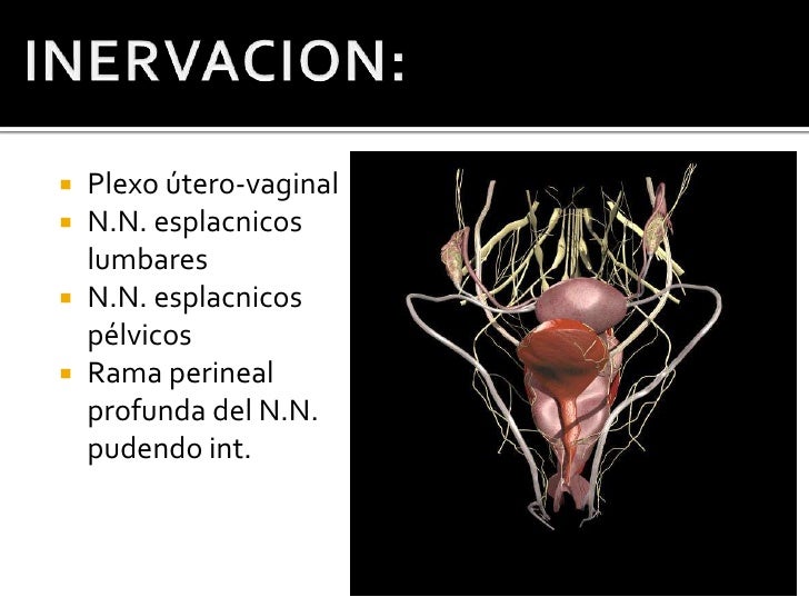 anatomia de la Vagina anatomia de la Vagina