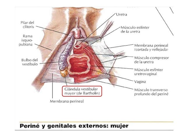 parte superior vagina parte superior vagina