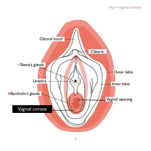 7 Rfsu E2 80 A2 Vaginal Corona7clitoral Hoodclitorisurethraouter Labiainner Labiavaginal Openingbartholins Glandsskenes Glandsvaginal 7 Rfsu E2 80 A2 Vaginal Corona7clitoral Hoodclitorisurethraouter Labiainner Labiavaginal Openingbartholins Glandsskenes Glandsvaginal