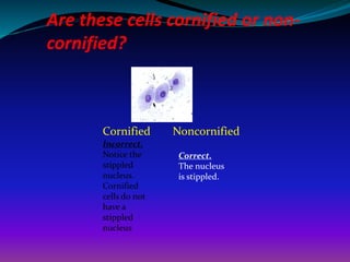 Cornify Example Canine vaginal_cytology_final.pptx